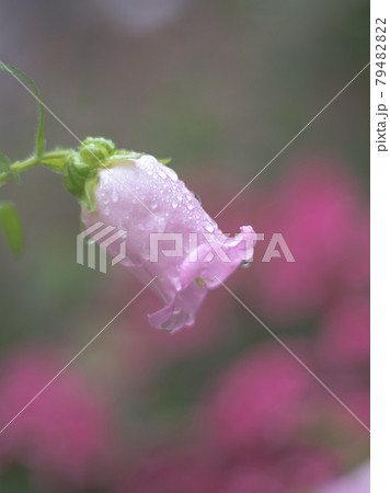 ピンクの可愛いフウリンソウ ピンクの可愛いフウリンソウ 79482822