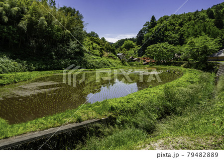 雲南　菅谷たたら山内　新嘗祭献穀斎田　島根県雲南市 79482889