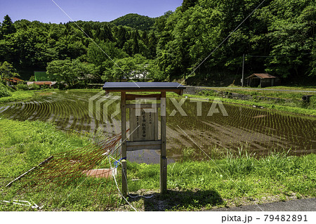 雲南 菅谷たたら山内 新嘗祭献穀斎田 島根県雲南市 雲南 菅谷たたら山内 新嘗祭献穀斎田 島根県雲南市 79482891