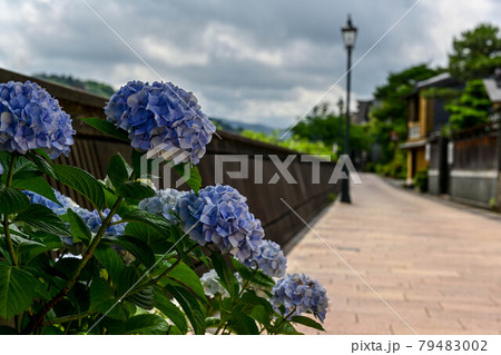 アジサイ咲く主計町茶屋街の景色 79483002