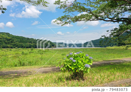 初夏の大隅湖湖畔の風景 79483073