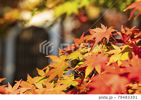 京都市左京区　禅林寺永観堂の紅葉 79483301