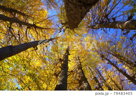 イチョウ並木3 79483405