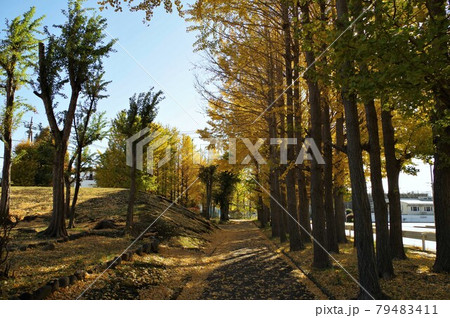 イチョウ並木9 イチョウ並木9 79483411