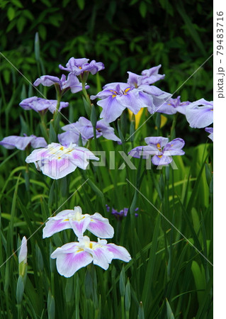 凛として優雅に咲く 79483716