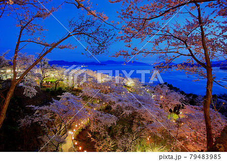 ライトアップされた正福寺山公園の桜 79483985