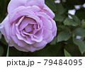 紫色の薔薇 79484095