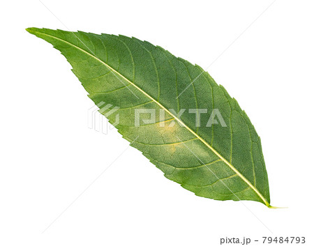 back side of fresh green leaf of common ash tree 79484793