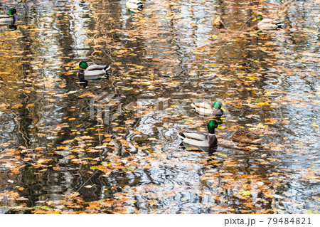 drakes float in river covered with fallen leaves drakes float in river covered with fallen leaves 79484821