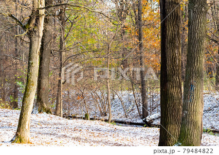 landscape with river in park covered with snow 79484822