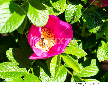 bee collects pollen from dog rose flower bee collects pollen from dog rose flower 79484886