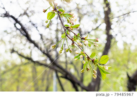 twig of cherry tree with buds close up in garden twig of cherry tree with buds close up in garden 79485967