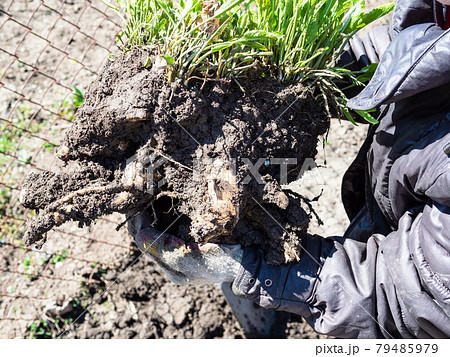 gardener holds freshly dug horseradish bush gardener holds freshly dug horseradish bush 79485979