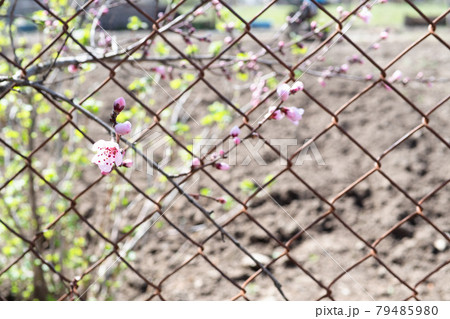 rusty mesh netting with pink flowers of peach tree 79485980
