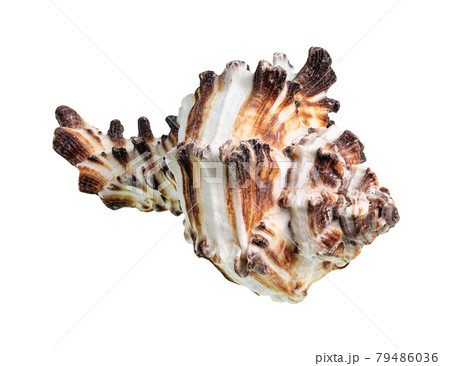 brown striped shell of muricidae mollusk cutout 79486036