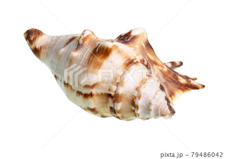 dried conch of muricidae snail cutout on white 79486042