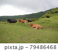 覆い茂る草の上でくつろぐ牛たち 79486468