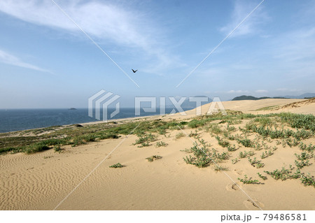 鳥取　四季の散歩　夏　鳥取砂丘 79486581