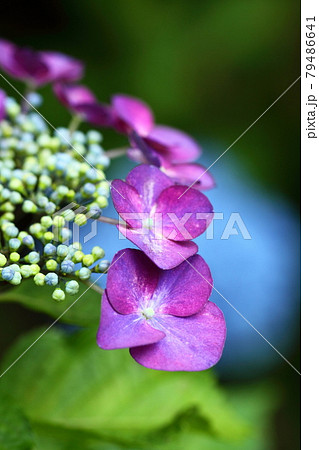 雨に濡れて咲く 79486641
