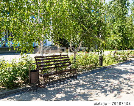 empty bench in the shade of birch foliage 79487438
