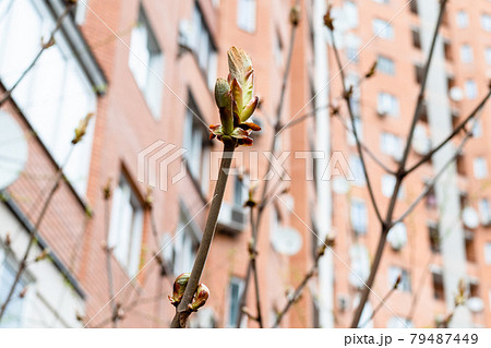 bourgeon of horse-chestnut tree and building bourgeon of horse-chestnut tree and building 79487449