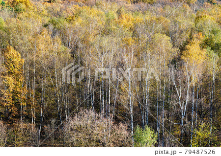 view of birch grove at edge of colorful forest 79487526