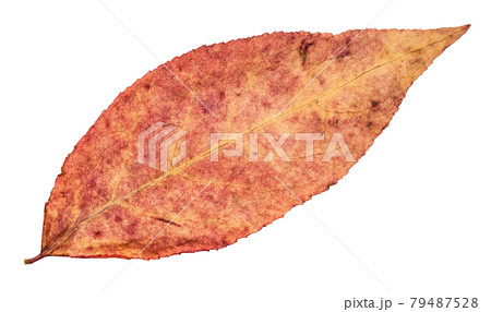 dried fallen pink autumn leaf of willow tree 79487528