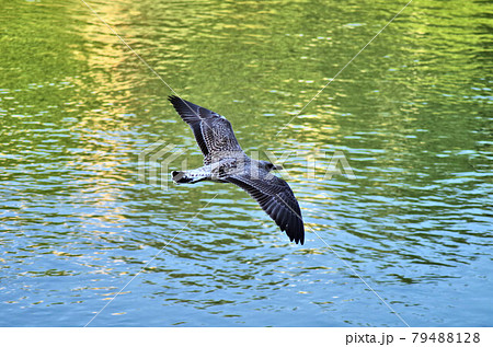 flying seagull flying seagull 79488128