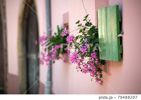 Closeup of pink geraniums flowers blomming in a house facade in the street Closeup of pink geraniums flowers blomming in a house facade in the street 79488207