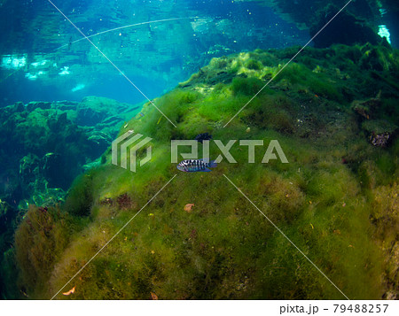 水中(セノーテ)の藻に覆われた岩と小さな淡水魚 (プラヤ・デル・カルメン、メキシコ) 水中(セノーテ)の藻に覆われた岩と小さな淡水魚 (プラヤ・デル・カルメン、メキシコ) 79488257