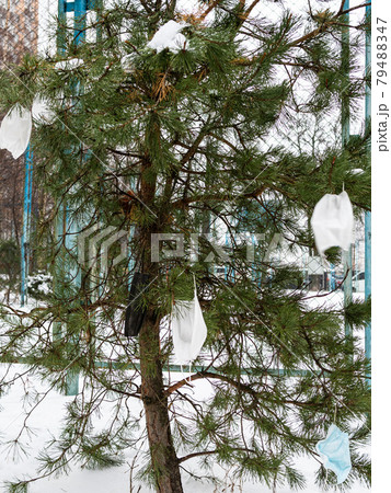 used disposable face masks hang on small pine tree 79488347