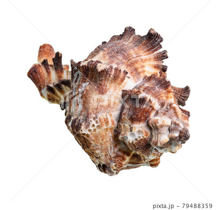 dried shell of brown muricidae mollusk cutout 79488359