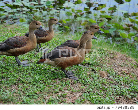Group of Lesser Whistling Duck standing on dirt land at lakeside, Four brown ducks on the meadow, Water bird at Khao Sam Roi Yot National Park, Thailand 79488539