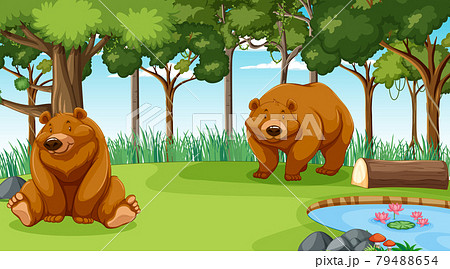 Grizzly bear or brown bear in forest or rainforest scene with many trees Grizzly bear or brown bear in forest or rainforest scene with many trees 79488654