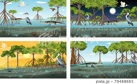 Different Mangrove Forest Landscape Scenes With のイラスト素材 Different Mangrove Forest Landscape Scenes With のイラスト素材