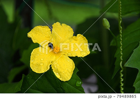 雨滴のついた沖縄アバシゴーヤの花 雨滴のついた沖縄アバシゴーヤの花 79489865