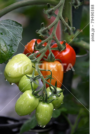 家庭菜園のミニトマト（コンフェット） 79490388
