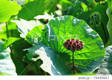 植物 工場 プランツ 79490667