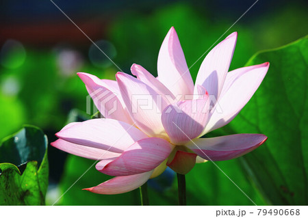 ハス スイレン 蓮 79490668