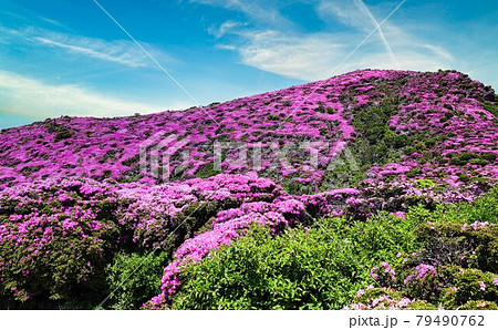 九重連山のミヤマキリシマ 79490762
