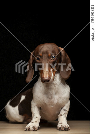 image of dog dark background image of dog dark background 79490881