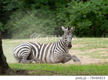 起き上がるシマウマ 79490923
