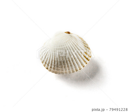 Sea shell on white background Sea shell on white background 79491228