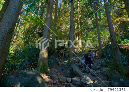 茨城の百名山 筑波山(御幸ヶ原コース)標高600m付近の登山道を登る登山者 79491371