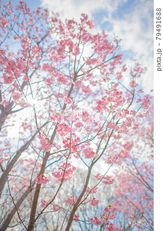伸びる桃色桜 伸びる桃色桜 79491688