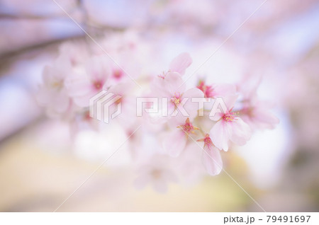 春の空と薄桃桜 春の空と薄桃桜 79491697