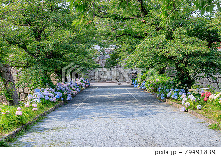 舞鶴公園（福岡城跡）と紫陽花　福岡県福岡市 79491839