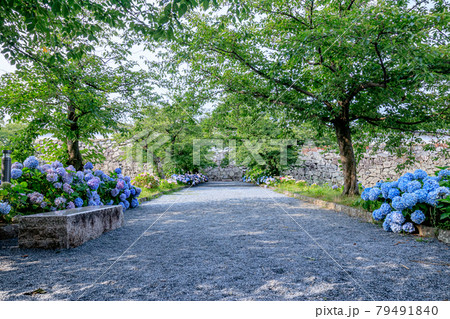 舞鶴公園(福岡城跡)と紫陽花 福岡県福岡市 舞鶴公園(福岡城跡)と紫陽花 福岡県福岡市 79491840