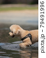 水遊び犬 79491996