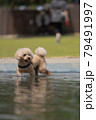 水遊び犬 79491997